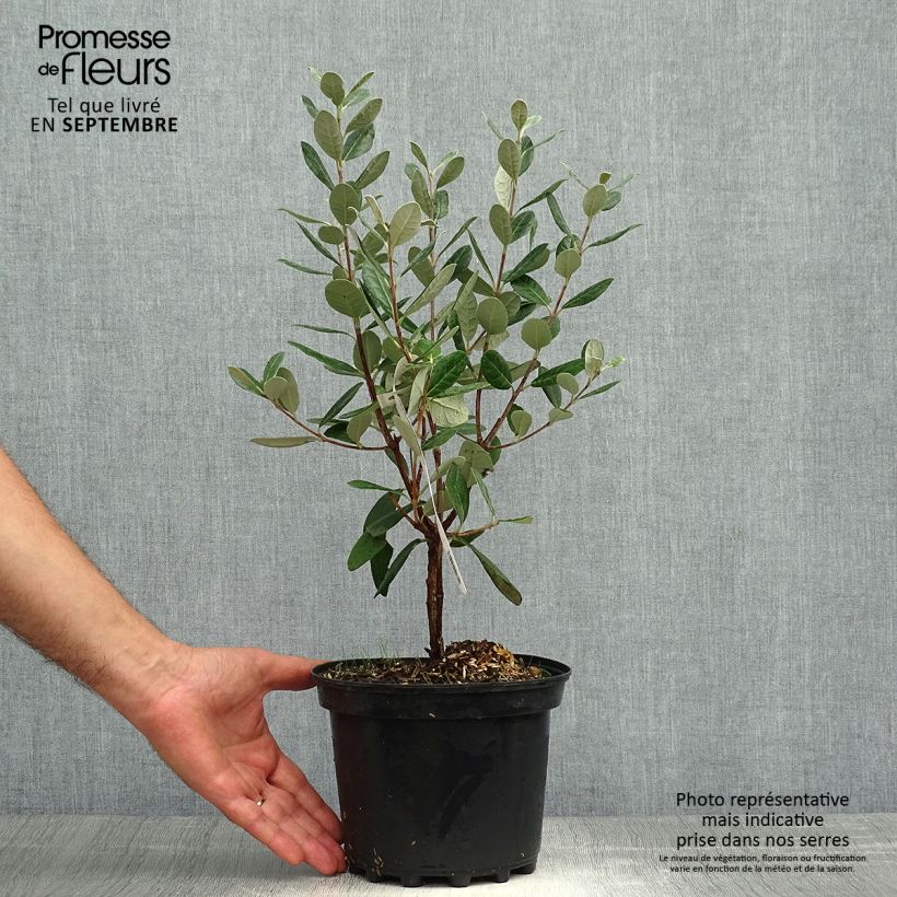 Ejemplar de Feijoa Apollo - Feijoa sellowiana Maceta 3L/4L entregado en otoño