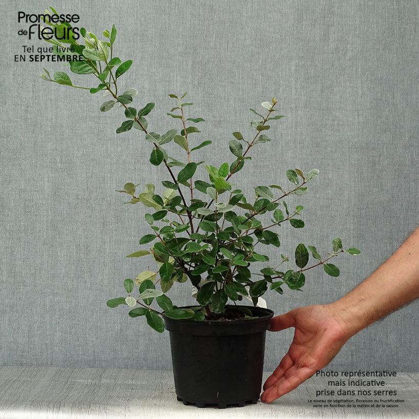Ejemplar de Feijoa Triumph - Feijoa sellowiana Maceta 3L/4L entregado en otoño