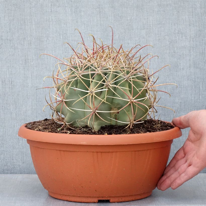Ferocactus emoryi - Cactus tonneau rouge Maceta 7,5L / 10L Ejemplar entregado en la primavera
