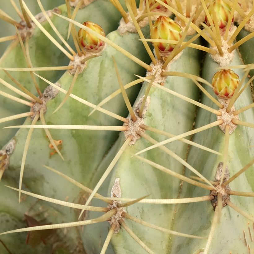 Ferocactus glaucescens - Ferocacto (Follaje)