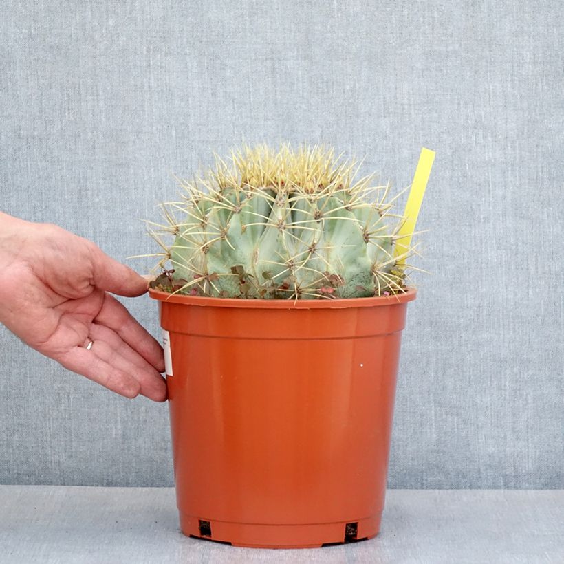 Ferocactus glaucescens - Ferocacto Maceta 4L/5L Ejemplar entregado en la primavera