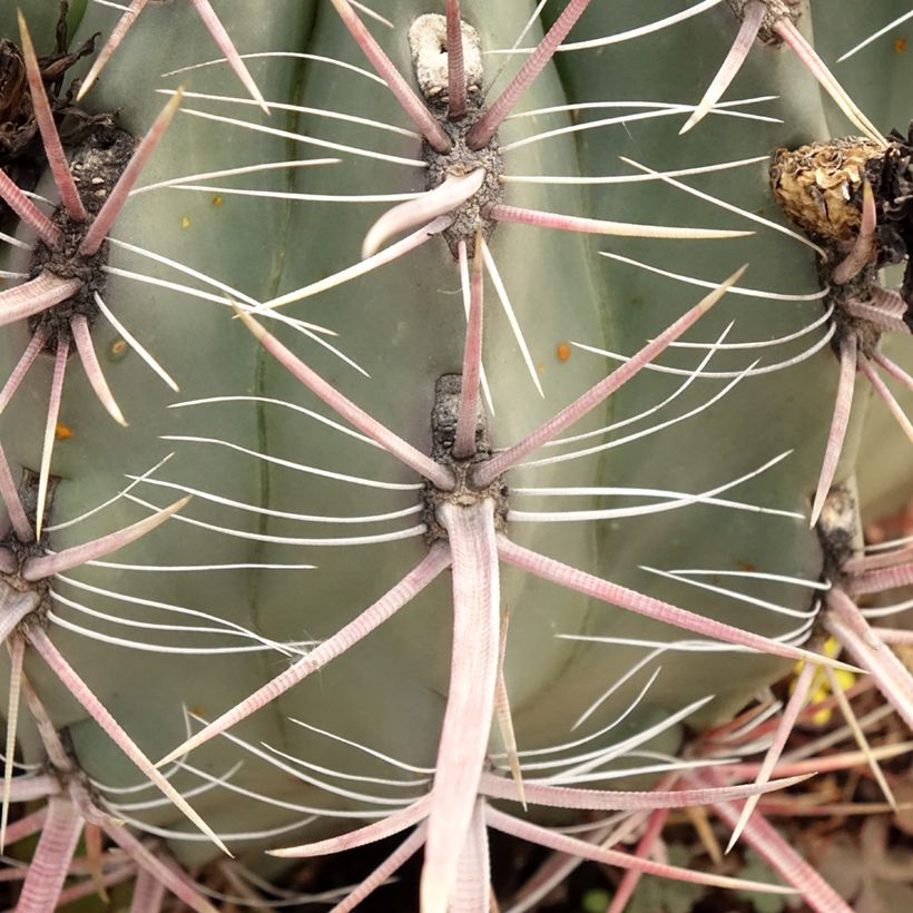 Ferocactus gracilis subsp. coloratus - Ferocacto (Follaje)