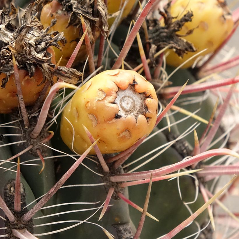 Ferocactus gracilis subsp. coloratus - Ferocacto (Cosecha)