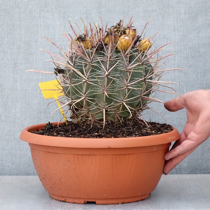 Ferocactus gracilis subsp. coloratus Maceta 7,5L / 10L Ejemplar entregado en la primavera