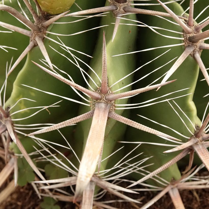 Ferocactus horridus - Cactus tonneau (Follaje)