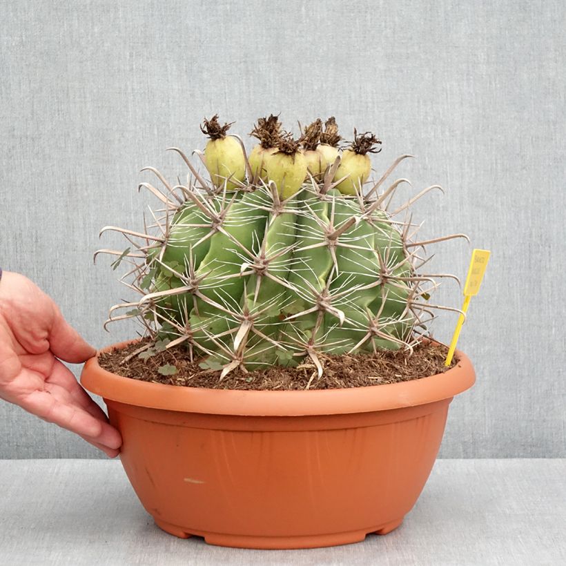 Ferocactus horridus - Cactus tonneau Maceta 7,5L / 10L Ejemplar entregado en la primavera
