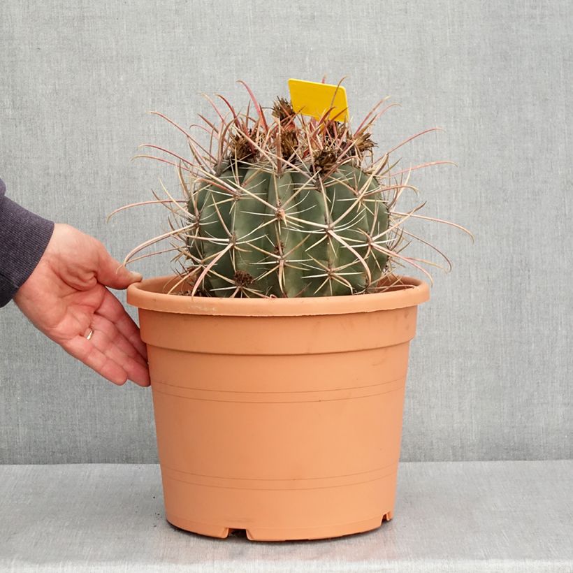 Ferocactus rectispinus - Cactus tonneau Maceta 7,5L/10L Ejemplar entregado en la primavera