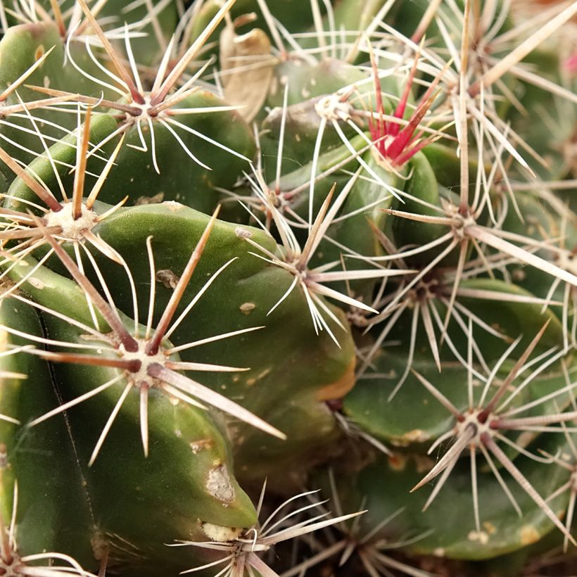 Ferocactus robustus - Cactus tonneau (Follaje)
