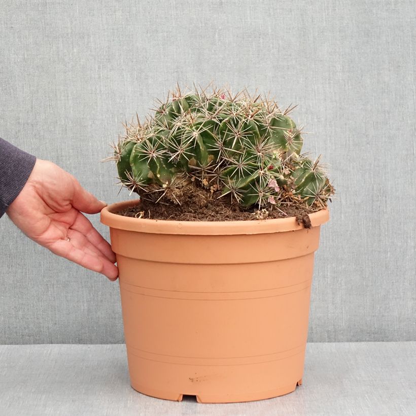 Ferocactus robustus - Cactus tonneau Maceta 7,5L/10L Ejemplar entregado en la primavera