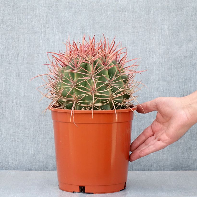 Ferocactus stainesii - Cactus  Maceta 4L/5L Ejemplar entregado en la primavera