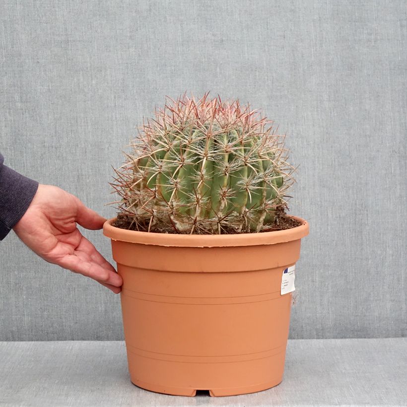 Ferocactus stainesii var. pilosus - Cactus Maceta 7,5L/10L Ejemplar entregado en la primavera