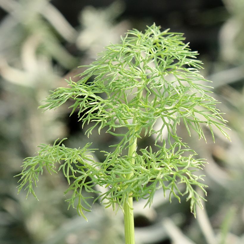 Ferula communis - Cañaheja (Follaje)
