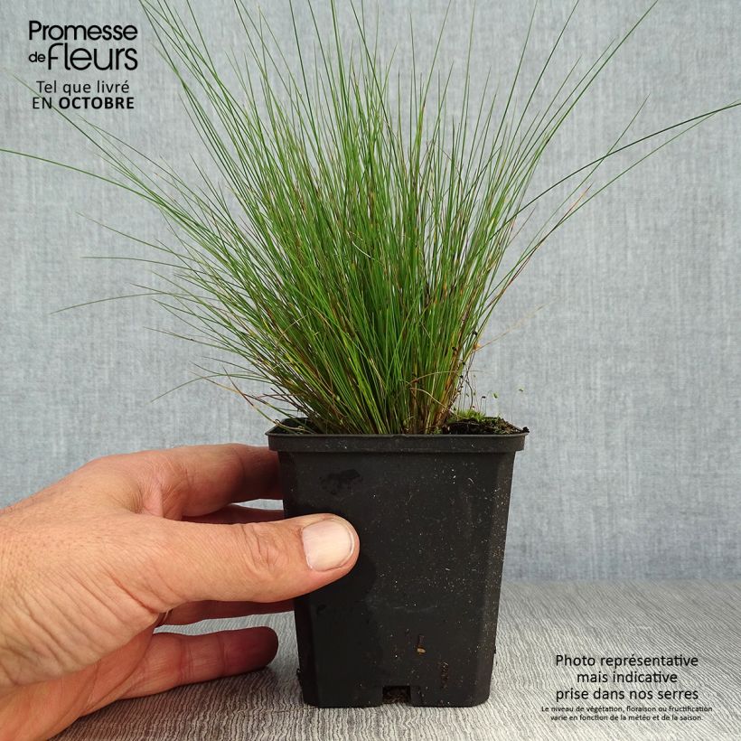 Ejemplar de Festuca amethystina Maceta de 8/9 cm entregado en otoño