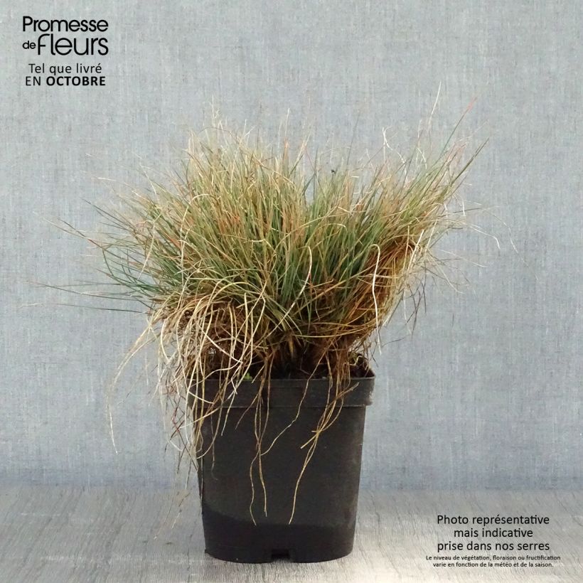 Ejemplar de Festuca amethystina Maceta 2L/3L entregado en otoño