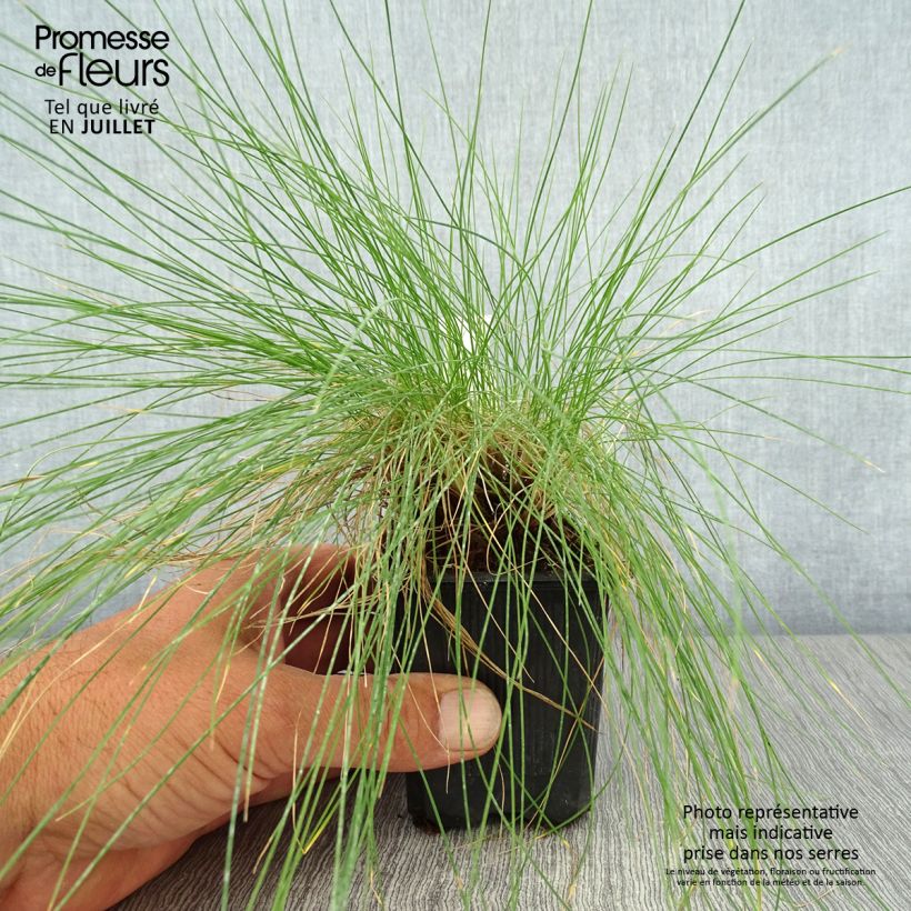 Ejemplar de Festuca filiformis - Fétuque à feuilles capillaires en godet de 9 cm entregado en verano