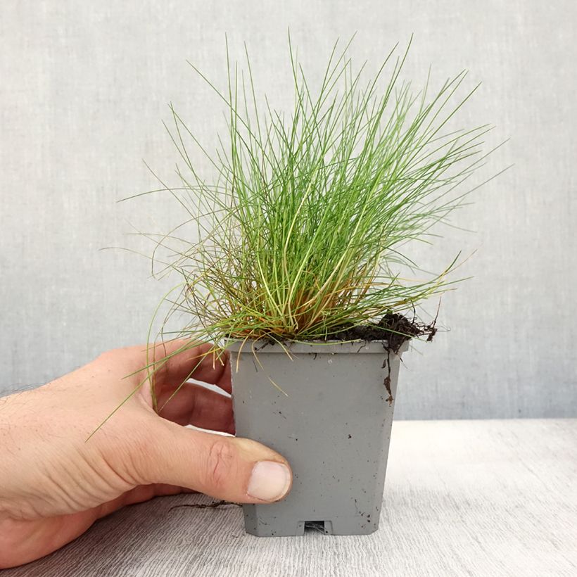 Ejemplar de Festuca gautieri Maceta de 8/9 cm entregado en otoño