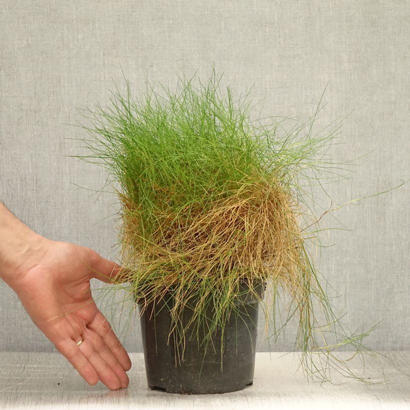 Ejemplar de Festuca gautieri - Fétuque de Gautier en pot de 2/3 litres entregado en verano