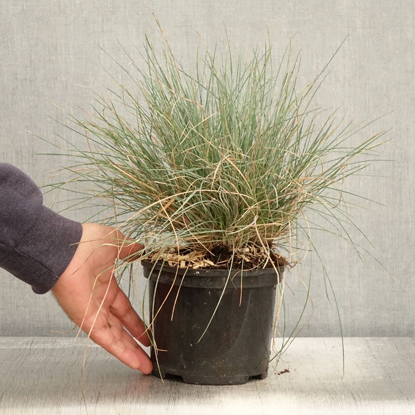 Ejemplar de Festuca azul Intense Blue - Festuca azul Maceta 2L/3L entregado en otoño