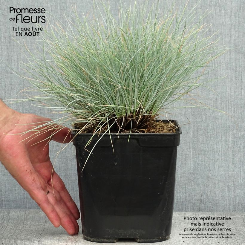 Ejemplar de Festuca azul Intense Blue - Festuca azul Maceta 2L/3L entregado en verano