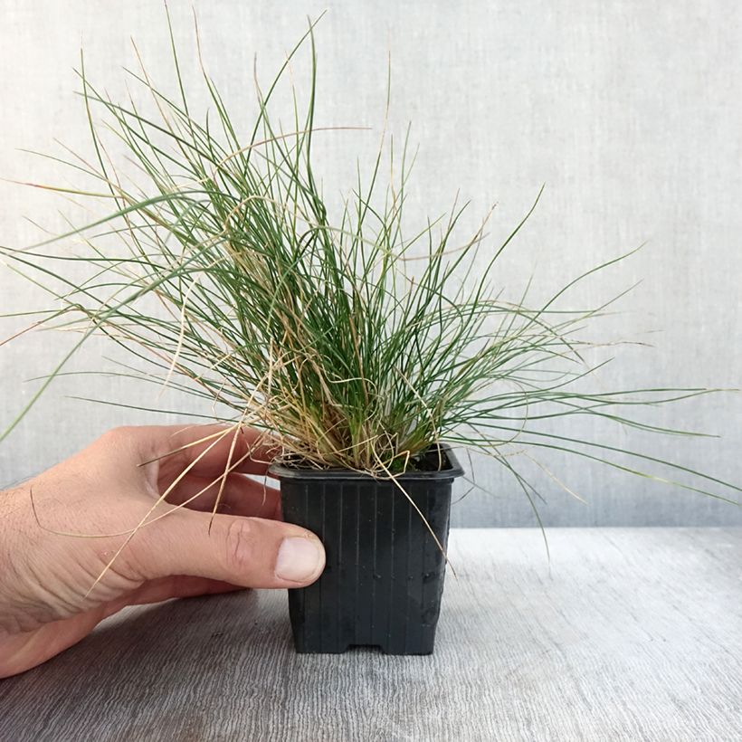 Ejemplar de Festuca Sunrise - Cañuela Maceta de 8/9 cm entregado en otoño