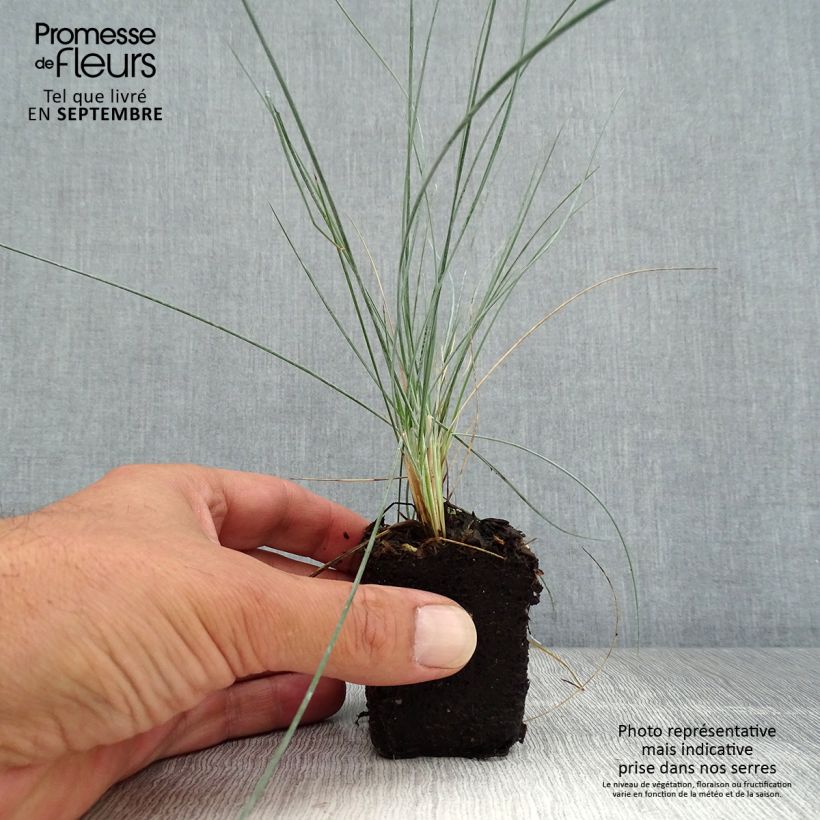 Ejemplar de Festuca azul Easy Blue - Festuca glauca minicepellón: Ø 3/4 cm entregado en otoño