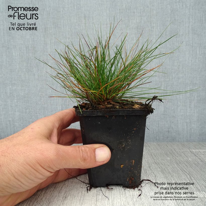 Ejemplar de Festuca ovina var. glauca - Festuca azul Maceta de 8/9 cm entregado en otoño