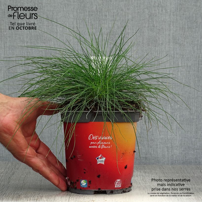 Ejemplar de Festuca ovina var. glauca - Festuca azul Maceta 2L/3L entregado en otoño