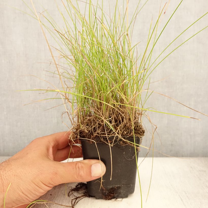 Ejemplar de Festuca ovina - Cañuela de oveja Maceta de 8/9 cm entregado en verano