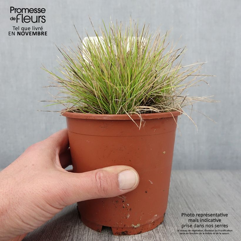 Ejemplar de Festuca azul Golden Toupee - Festuca azul Maceta 1L/1,5L entregado en otoño