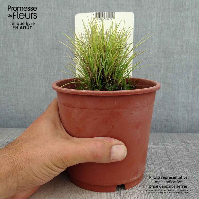 Ejemplar de Festuca azul Golden Toupee - Festuca azul Maceta 1L/1,5L entregado en verano
