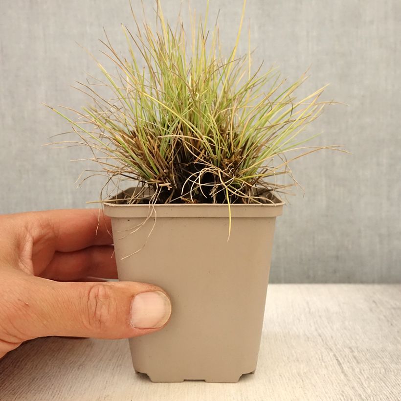 Ejemplar de Festuca azul Golden Toupee - Festuca azul Maceta de 8/9 cm entregado en verano