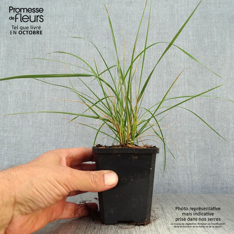 Ejemplar de Festuca mairei Maceta de 8/9 cm entregado en otoño