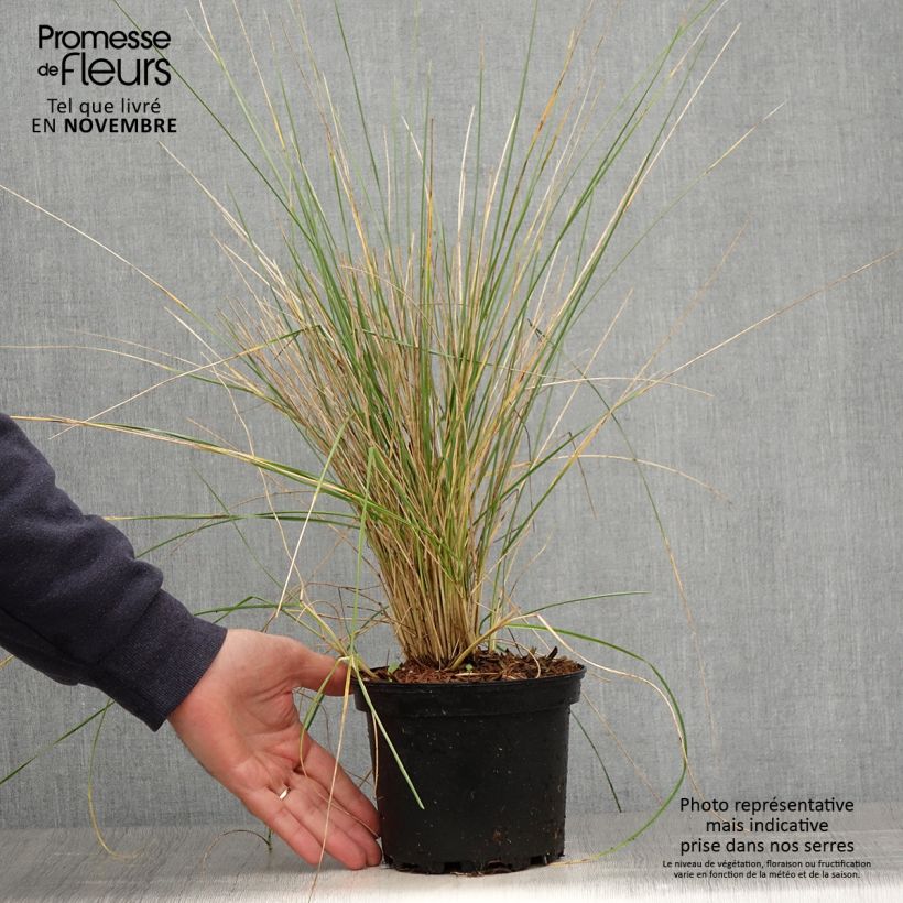 Ejemplar de Festuca mairei Maceta 2L/3L entregado en otoño