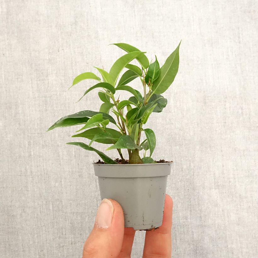 Ficus Natasja Mini-plante Ejemplar entregado en la primavera
