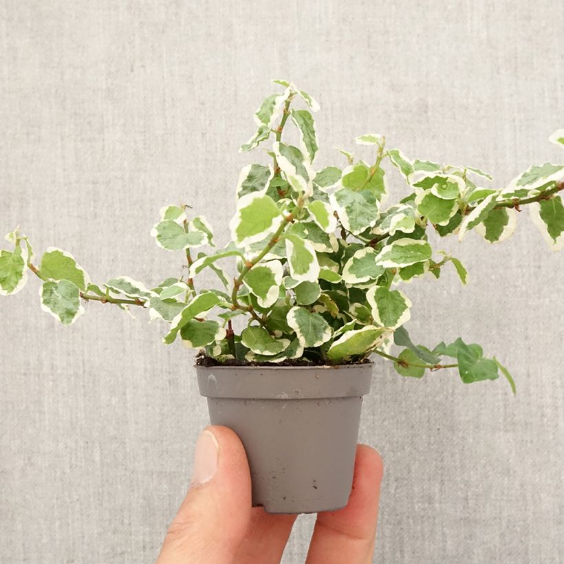 Ficus pumila Bellus Mini-plante Ejemplar entregado en la primavera