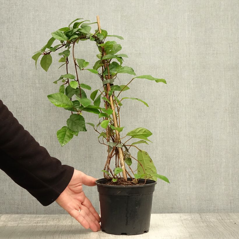 Ejemplar de Ficus tikoua - Figuier des guêpes                           Maceta 2L/3L entregado en otoño