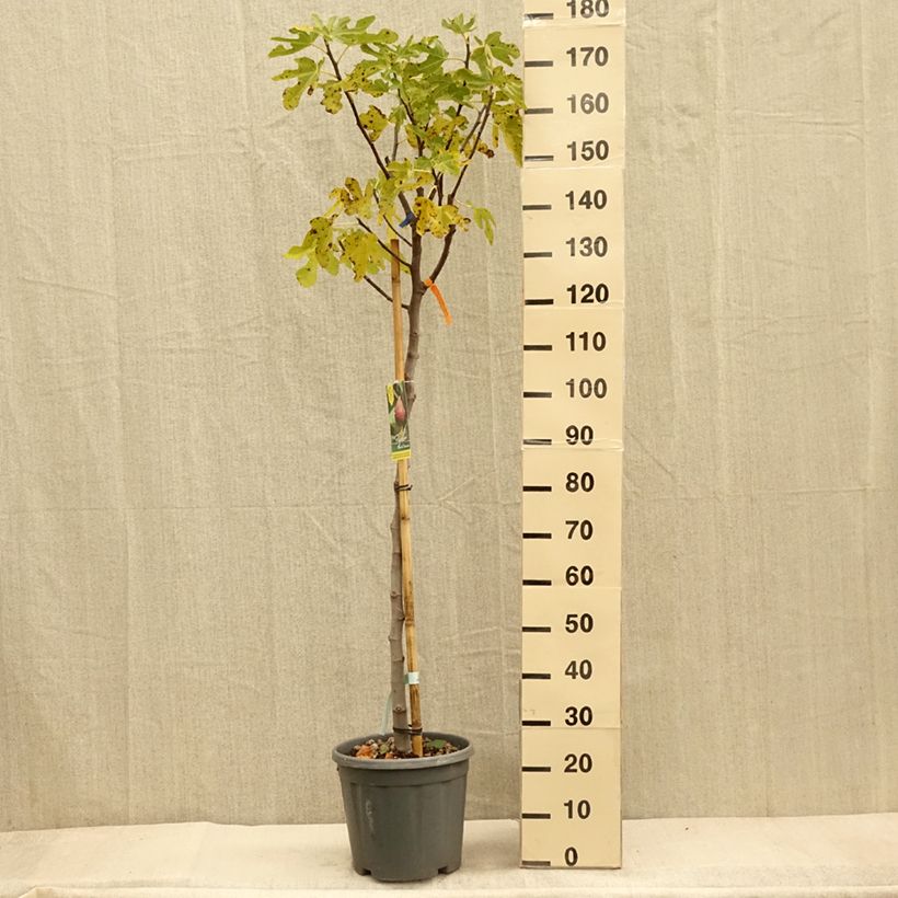 Ejemplar de Higuera Grise de Tarascon Maceta 12L/15L, Medio tallo entregado en otoño