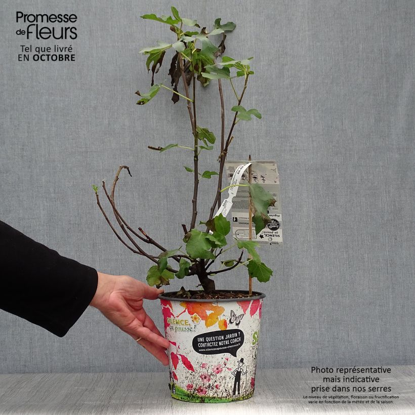 Ejemplar de Higuera Osborn Prolific Maceta 4L/5L entregado en otoño