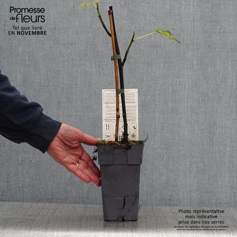 Ejemplar de Higuera Perretta Gustissimo Maceta 2L/3L, Formación arbustiva entregado en otoño