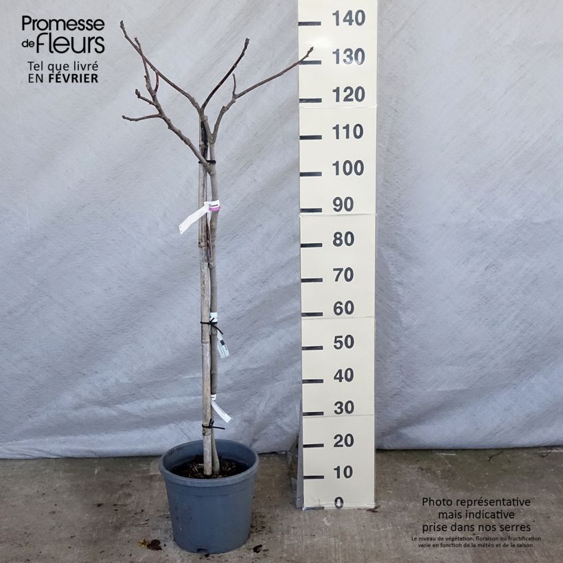 Higuera Madeleine des Deux saisons - Ficus carica Maceta 7,5L/10L, CopaAltura de entrega aprox. 80/+cm Ejemplar entregado en invierno