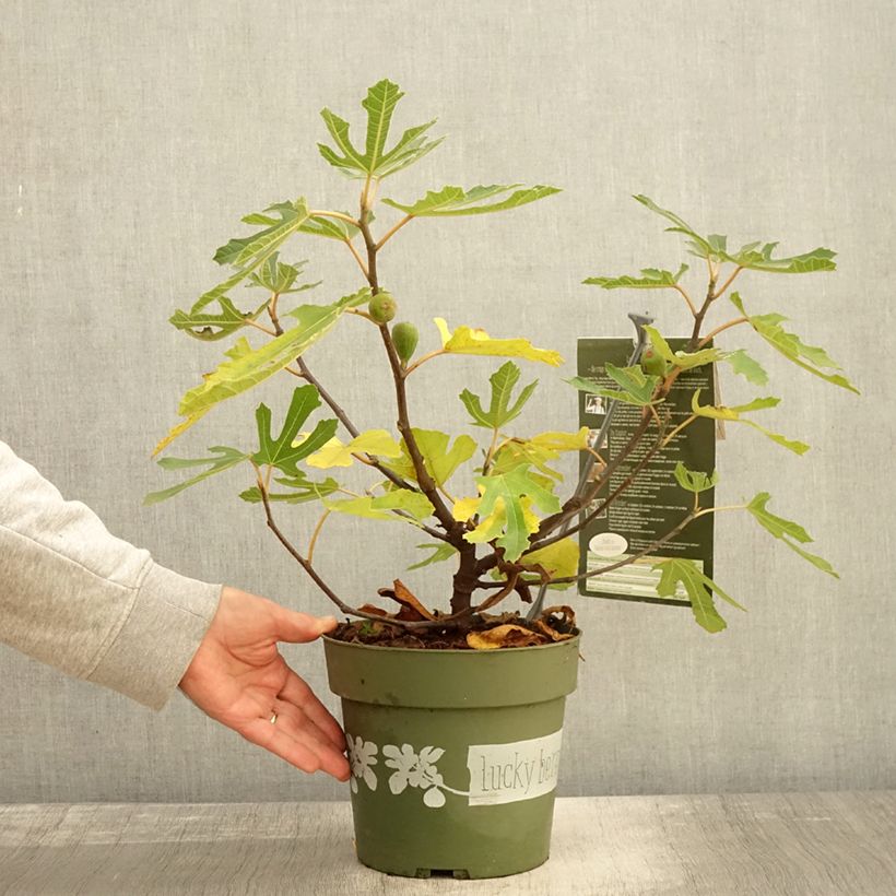 Ejemplar de Higuera enana Lucky Berry Maceta 4L/5L, Formación arbustiva entregado en otoño
