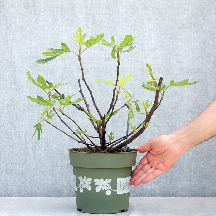 Higuera enana Lucky Berry Maceta 4L/5L, Formación arbustiva Ejemplar entregado en la primavera