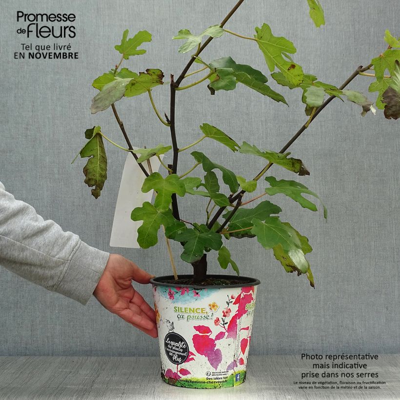 Ejemplar de Higuera Noire de Caromb - Higuera negra Maceta 4L/5L, Formación arbustiva entregado en otoño
