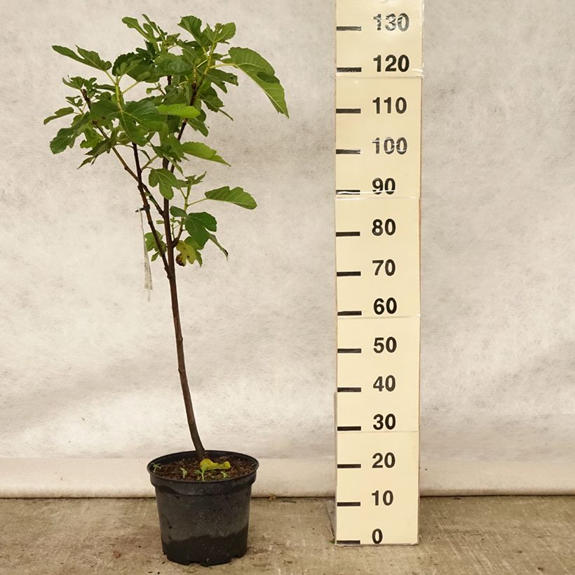 Ejemplar de Higuera Panachée Maceta 7,5L/10L, CopaAltura de entrega aprox. 125/150cm entregado en verano
