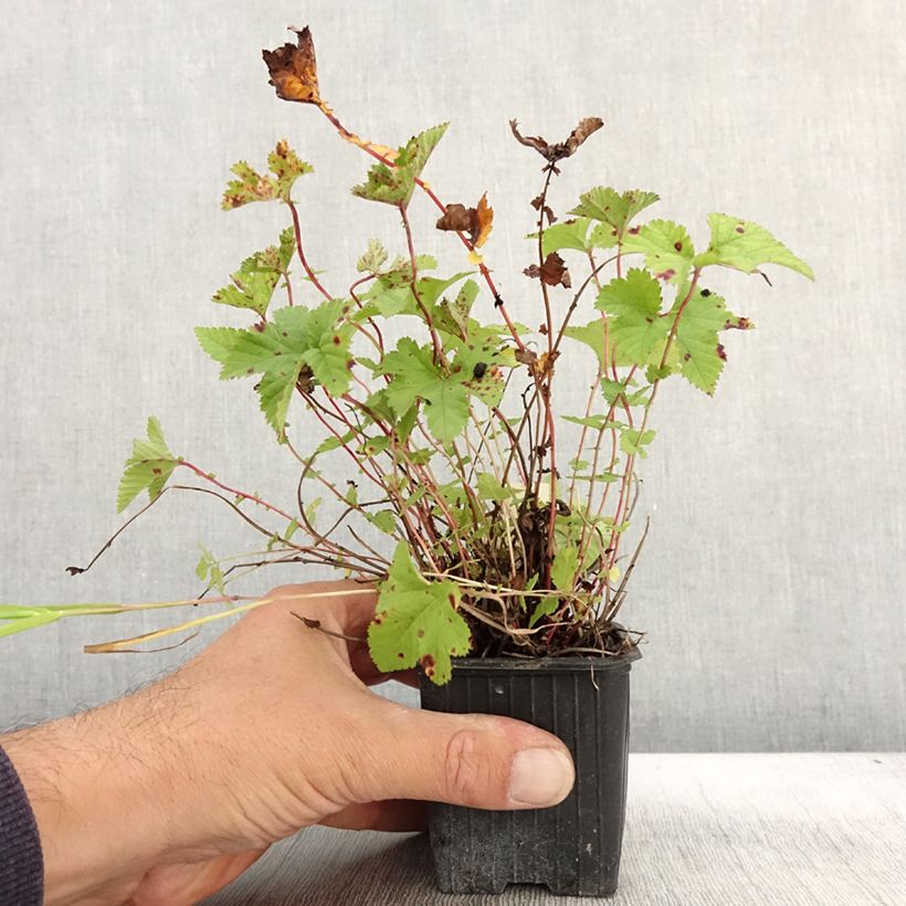 Ejemplar de Filipendula Kahome Maceta de 8/9 cm entregado en otoño