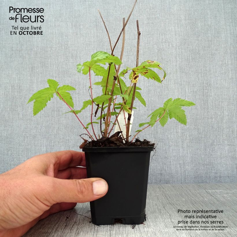 Ejemplar de Filipendula palmata Nana Maceta de 8/9 cm entregado en otoño