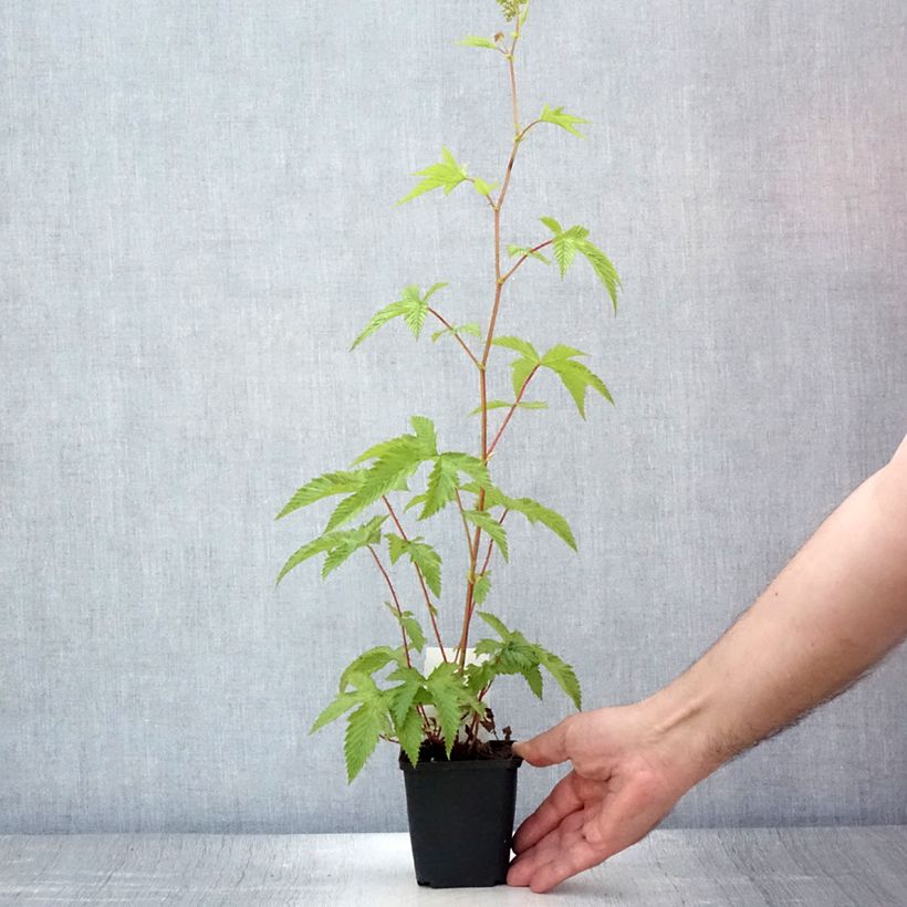 Ejemplar de Filipendula purpurea Elegans Maceta de 8/9 cm entregado en verano
