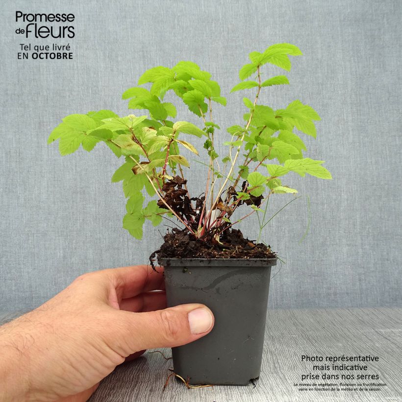 Ejemplar de Filipendula ulmaria Aurea Maceta de 8/9 cm entregado en otoño