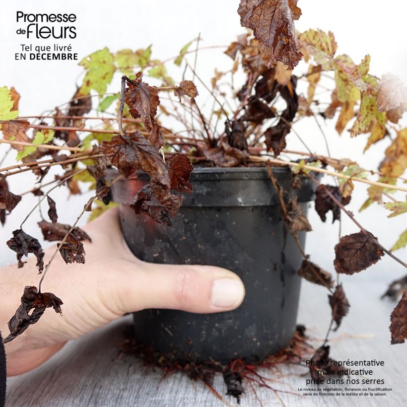 Ejemplar de Filipendula ulmaria - Reina de los prados Maceta 2L/3L entregado en otoño