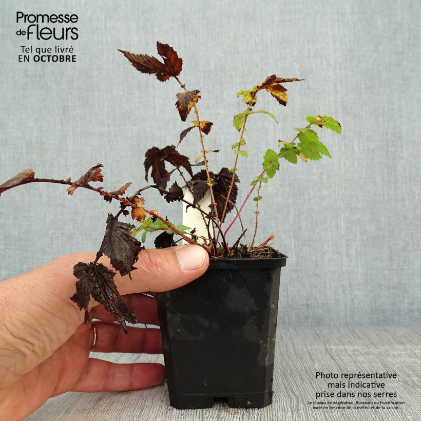 Ejemplar de Filipendula ulmaria - Reina de los prados Maceta de 8/9 cm entregado en otoño